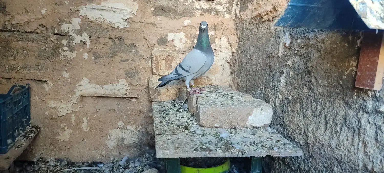 پلاکی مسافتی|پرنده|چگنی, |دیوار