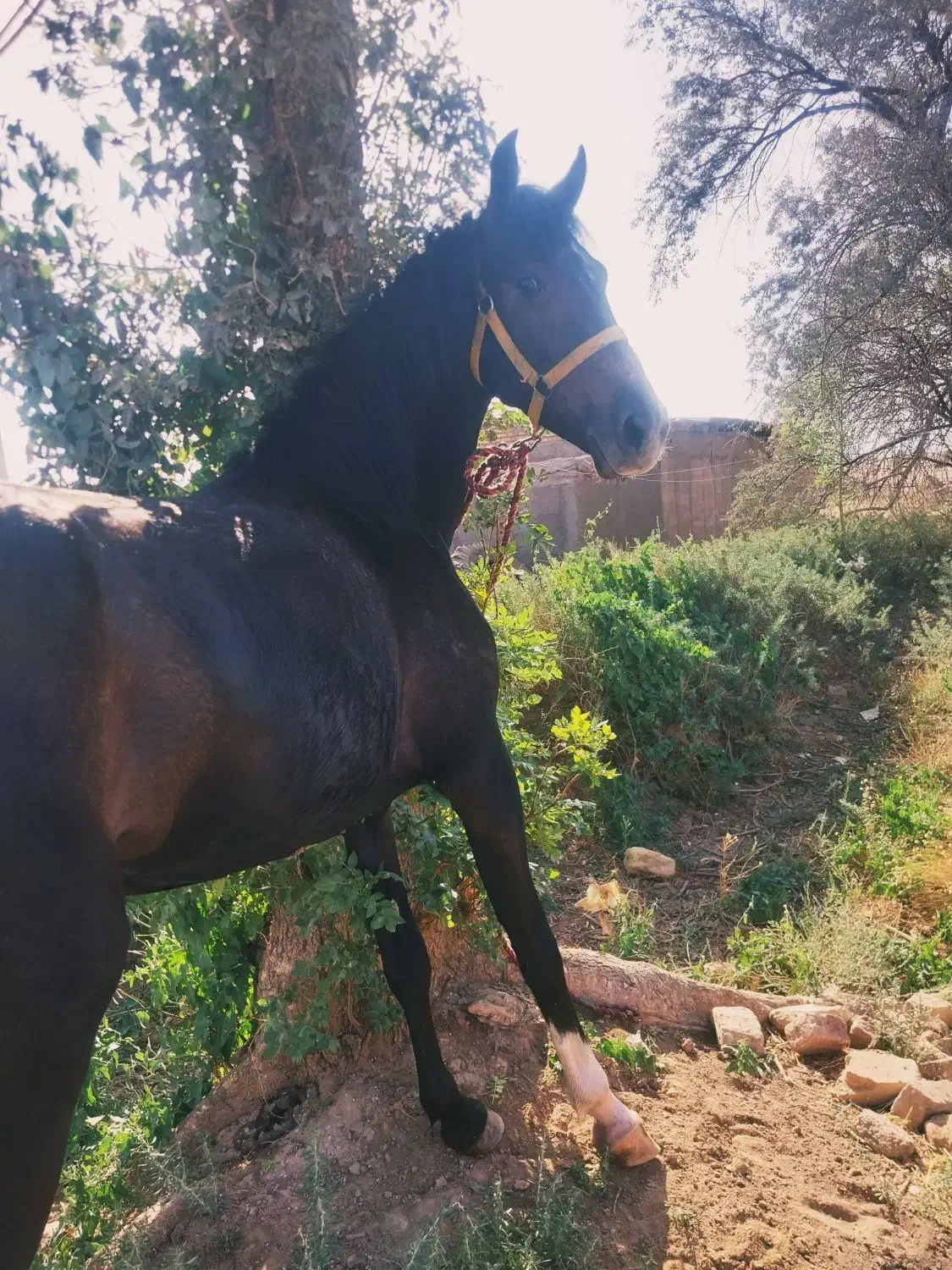 کره مادیون مشگی|اسب و تجهیزات اسب‌سواری|بوئین زهرا, |دیوار