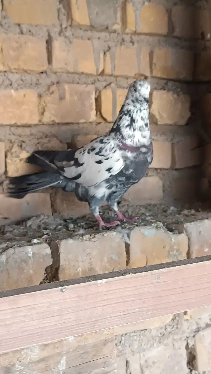 کفتر|پرنده|اردکان, |دیوار