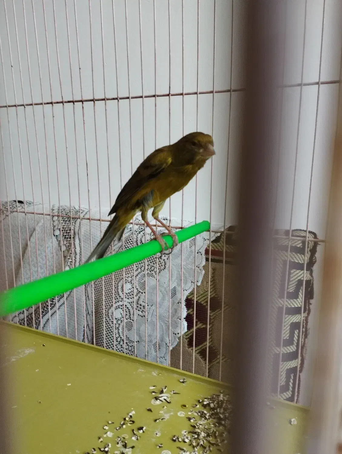 قناریسبز|پرنده|شیراز, شهرک صادقیه|دیوار