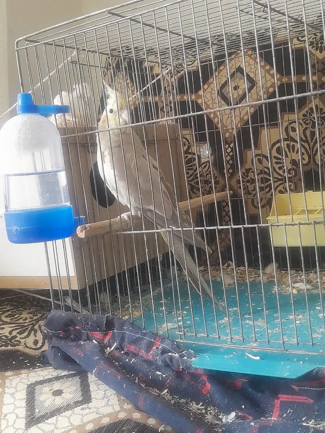 فروش عروس هلندی|پرنده|خمینی‌شهر, |دیوار