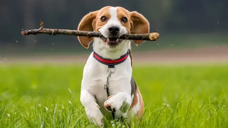 سگ پیدا شده|حیوانات|مشهد, هفت تیر (حافظ)|دیوار