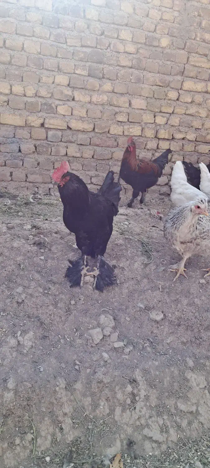 تخم نطفه دار برهما گلدپاتریچ و مرندی|حیوانات مزرعه|زنجان, |دیوار