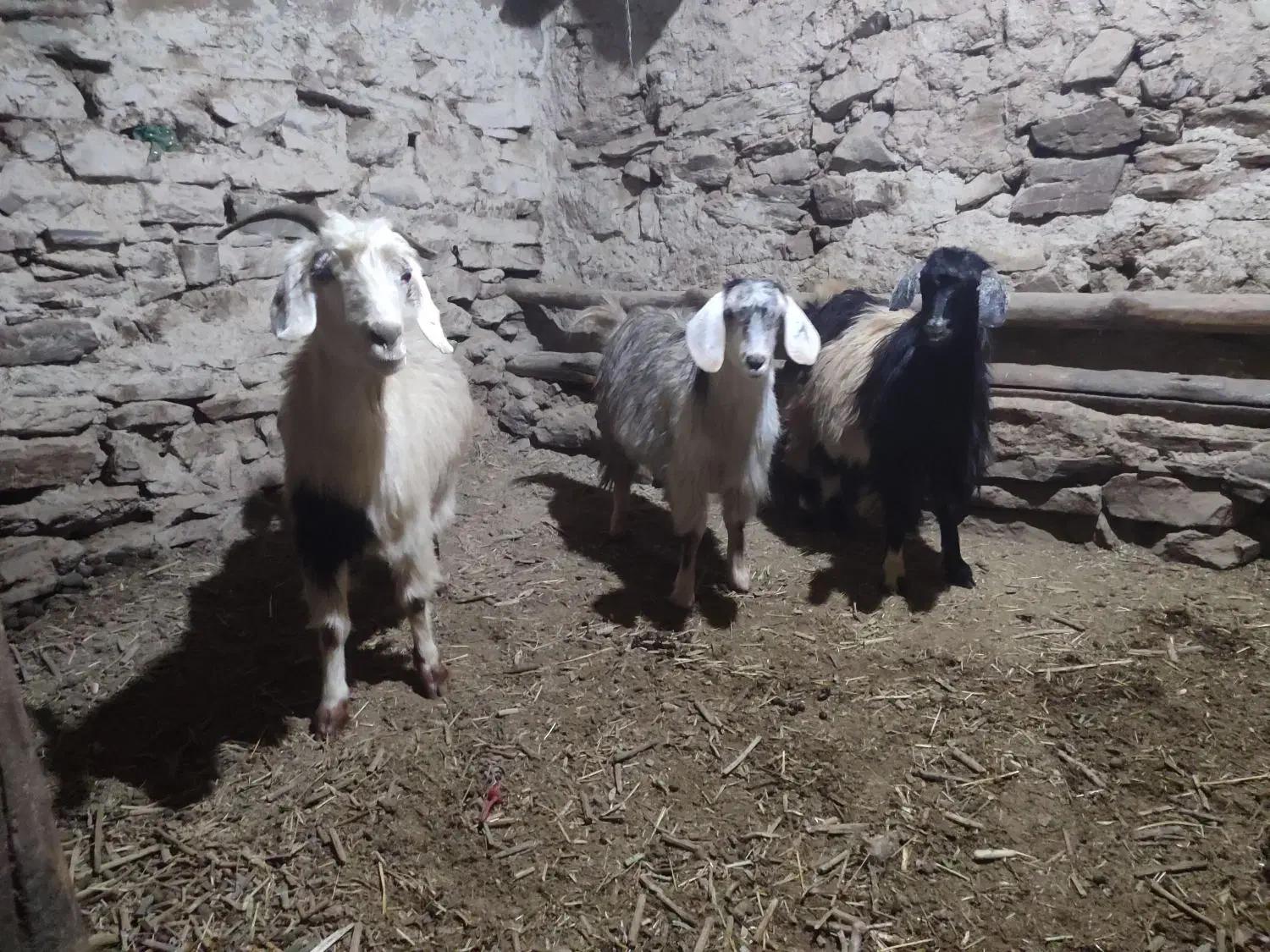 دو عدد گیسک ماده و یک عدد بز جوان|حیوانات مزرعه|مریوان, |دیوار