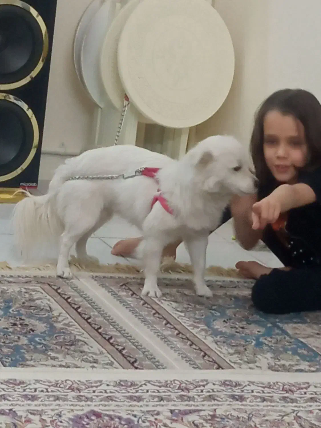 سرگرمی|سگ|پاکدشت, پاکدشت (مامازند)|دیوار