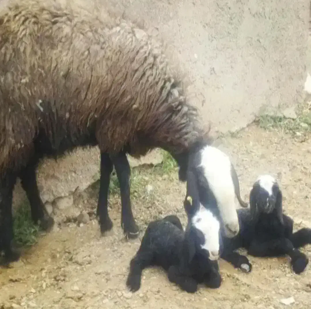 مجـ.ـموعـه دامـ.ـپروری گوسفند dsere قوچ شهر شـال|حراج|فرخ‌شهر, |دیوار