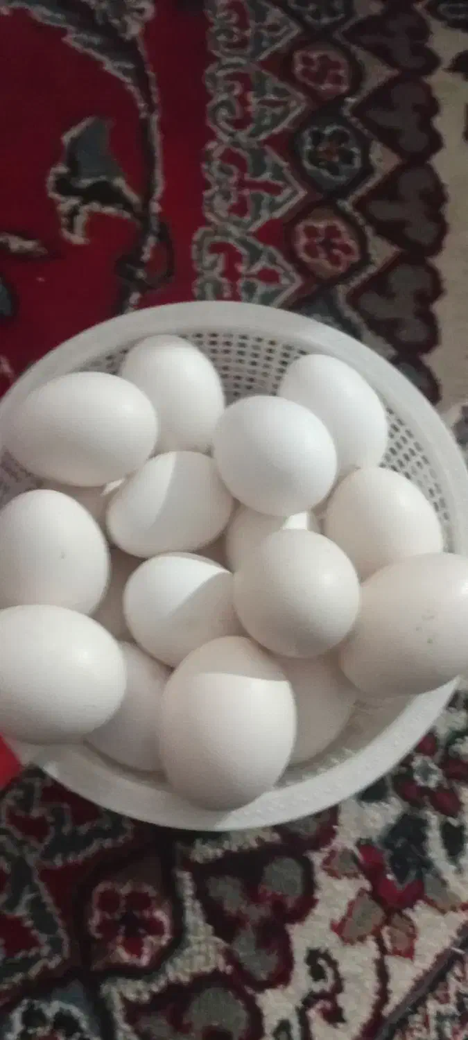 تخممرغگلین|حیوانات مزرعه|هشتگرد, هیو|دیوار