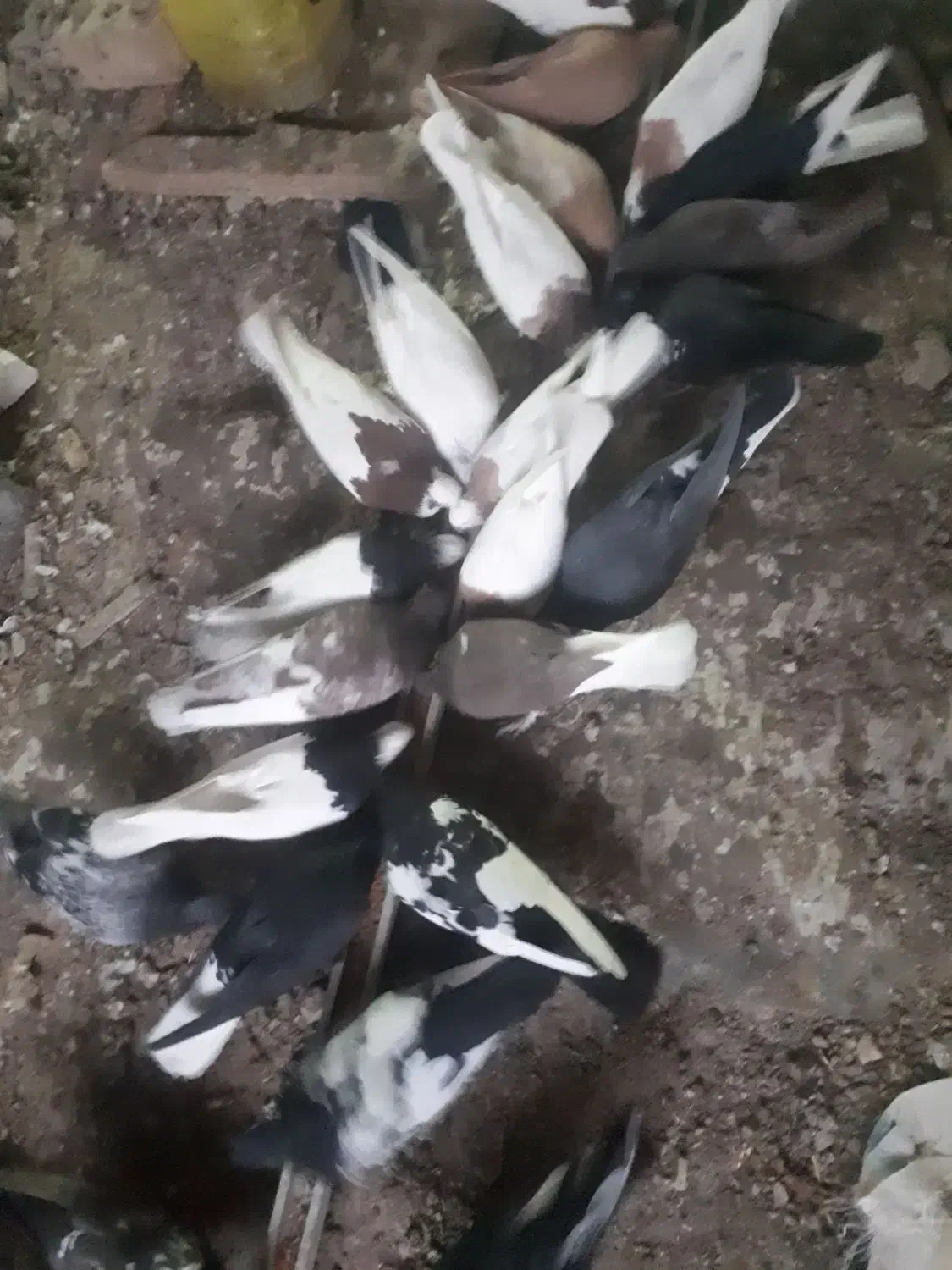 انواع کفتر کله،دم و سینه و طوق|پرنده|اقلید, |دیوار