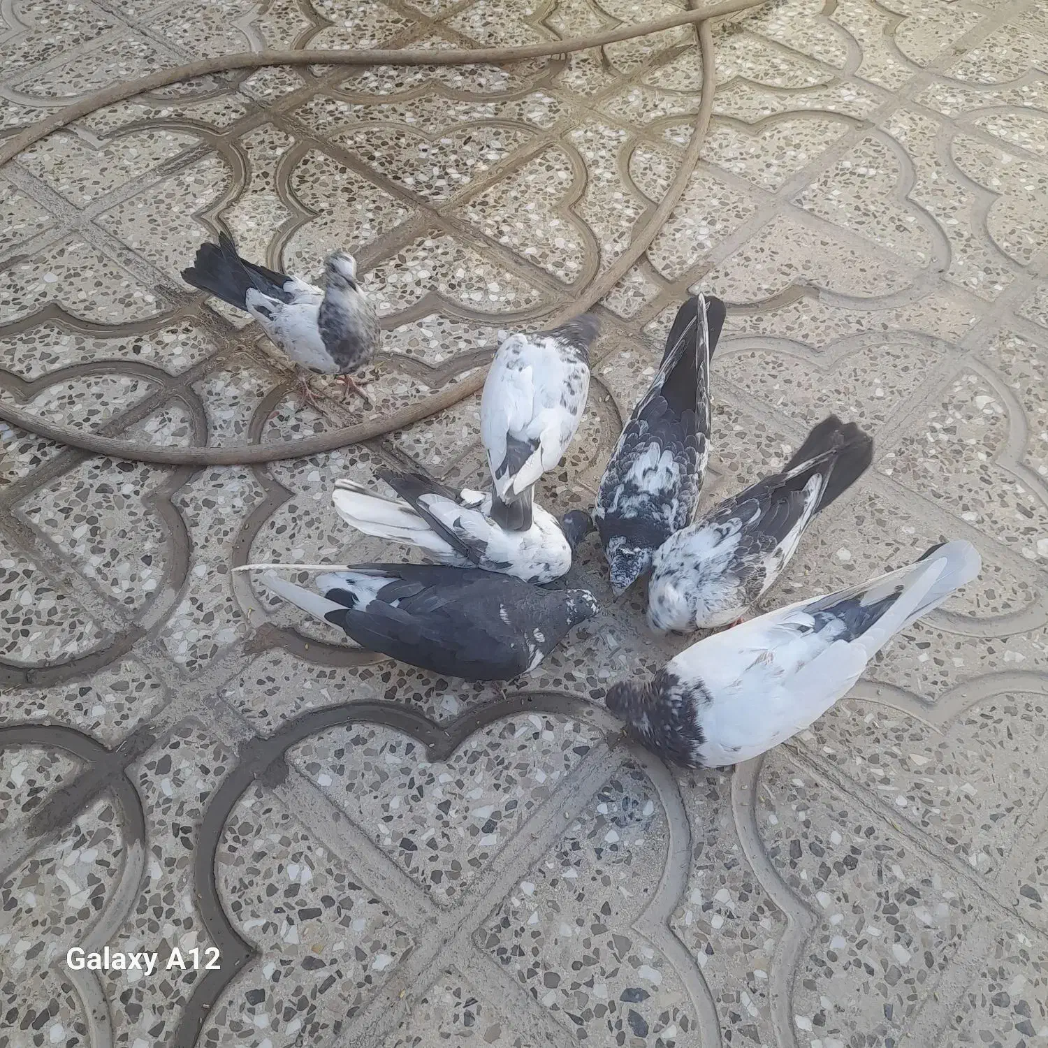 کبوتر تهرانی وکله ای دونه ۴۰۰|پرنده|آبدانان, |دیوار