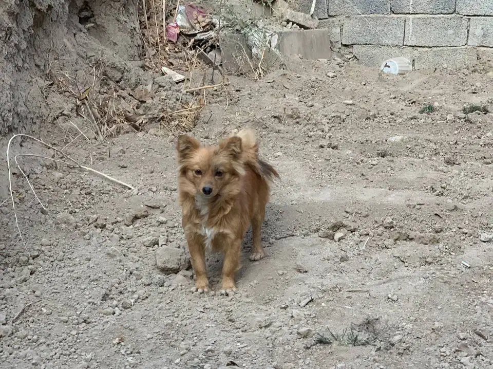 پامر|سگ|فردوسیه, |دیوار