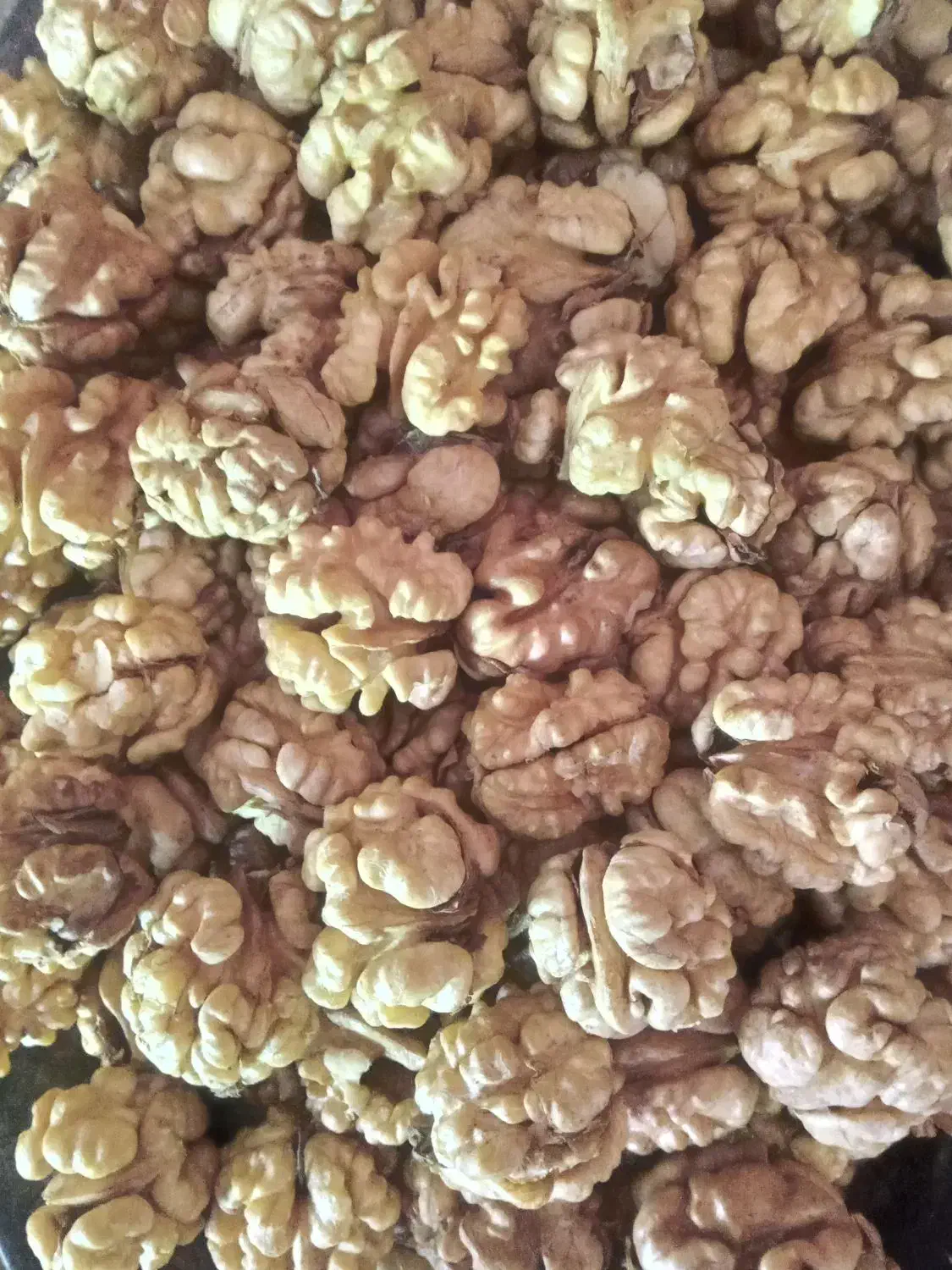 گردو سفید روغنی ضیاءآباد|خوردنی و آشامیدنی|ضیاء آباد, |دیوار
