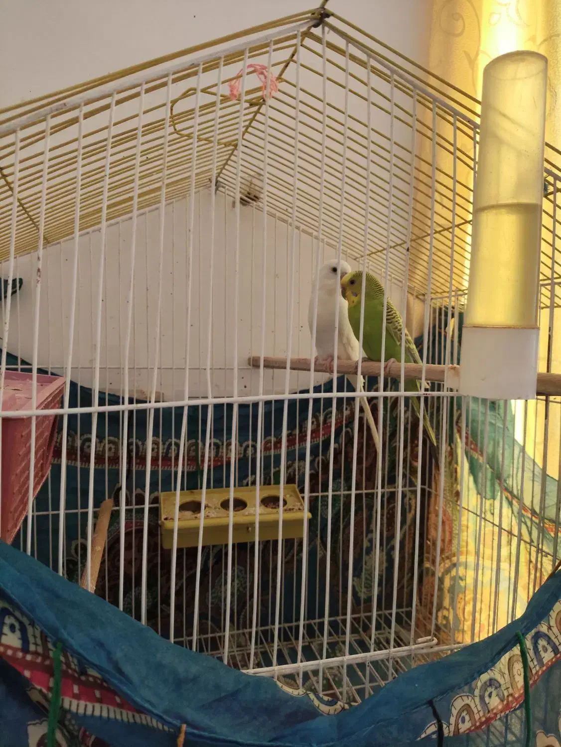 مرغ عشق|پرنده|کرمان, |دیوار