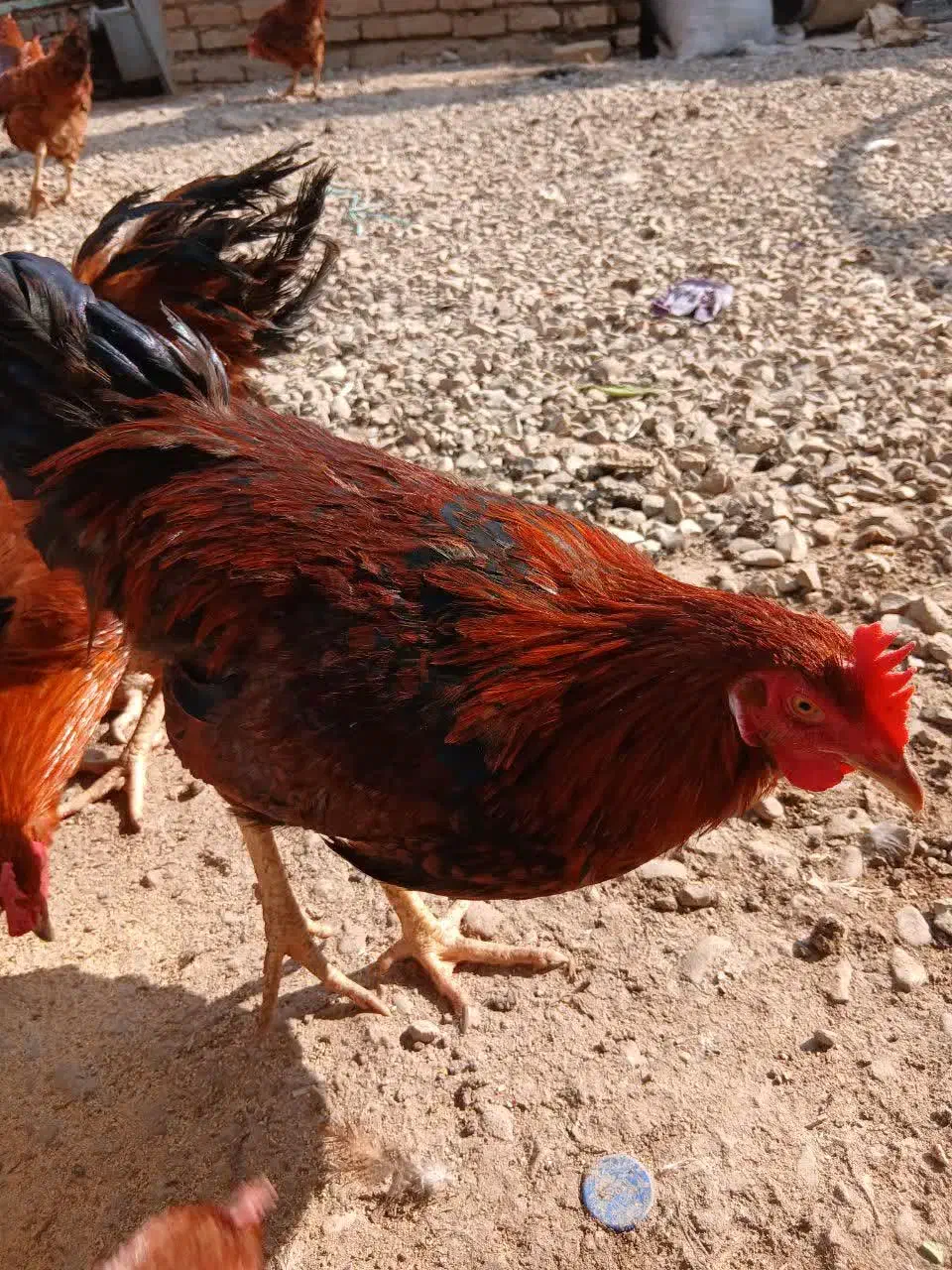 فروش مرغ وخروس گلپایگان|حیوانات مزرعه|پاکدشت, پاکدشت (مامازند)|دیوار