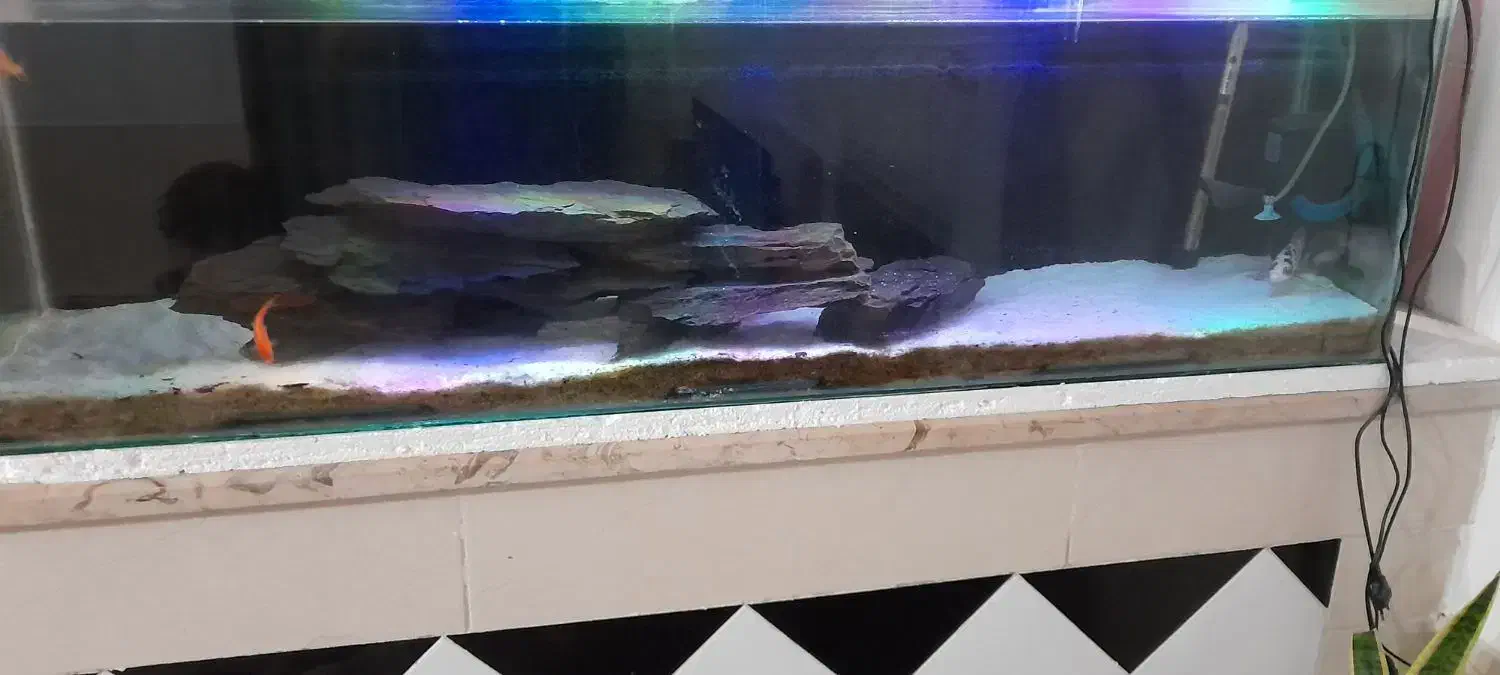 آکواریوم|ماهی|کاشمر, |دیوار