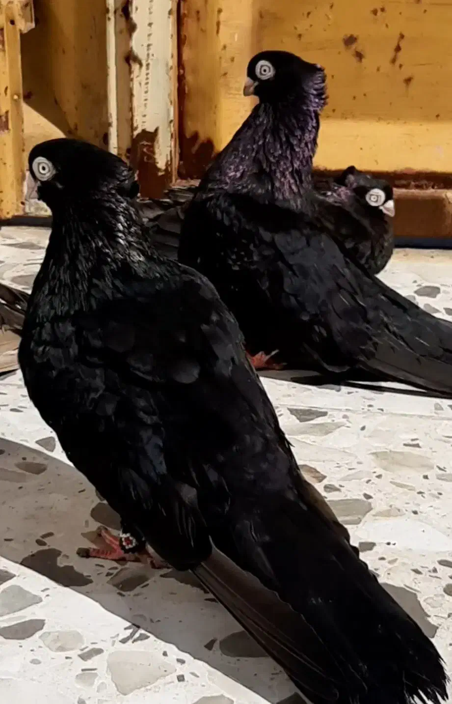 فقط تماس|حیوانات|ایذه, |دیوار