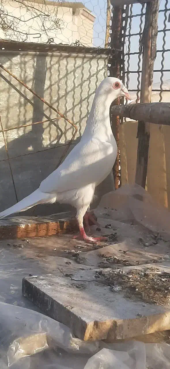 پلاکی|پرنده|شاهین‌شهر, خانه کارگر|دیوار