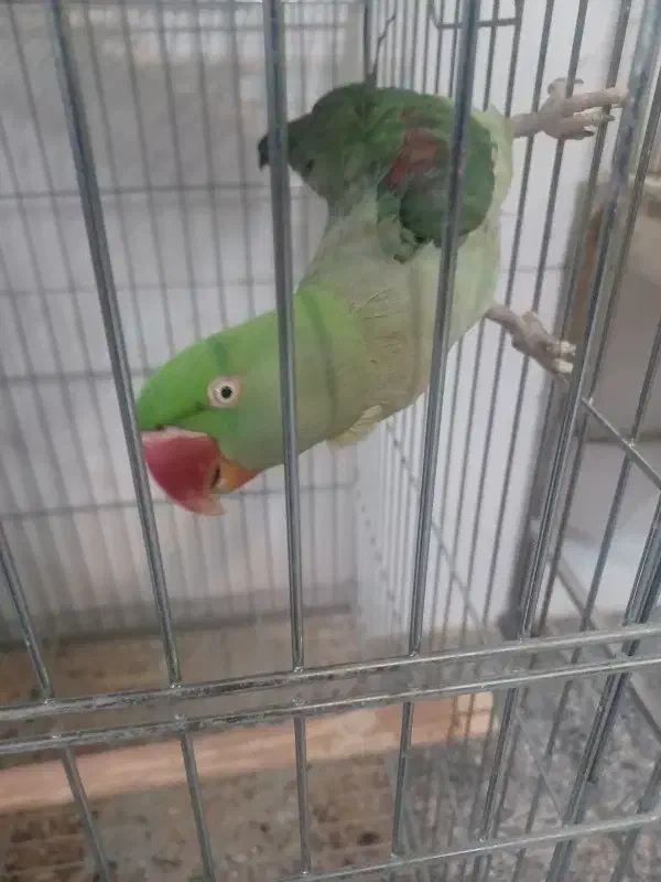 شاه طوطی|پرنده|اصفهان, لاله|دیوار