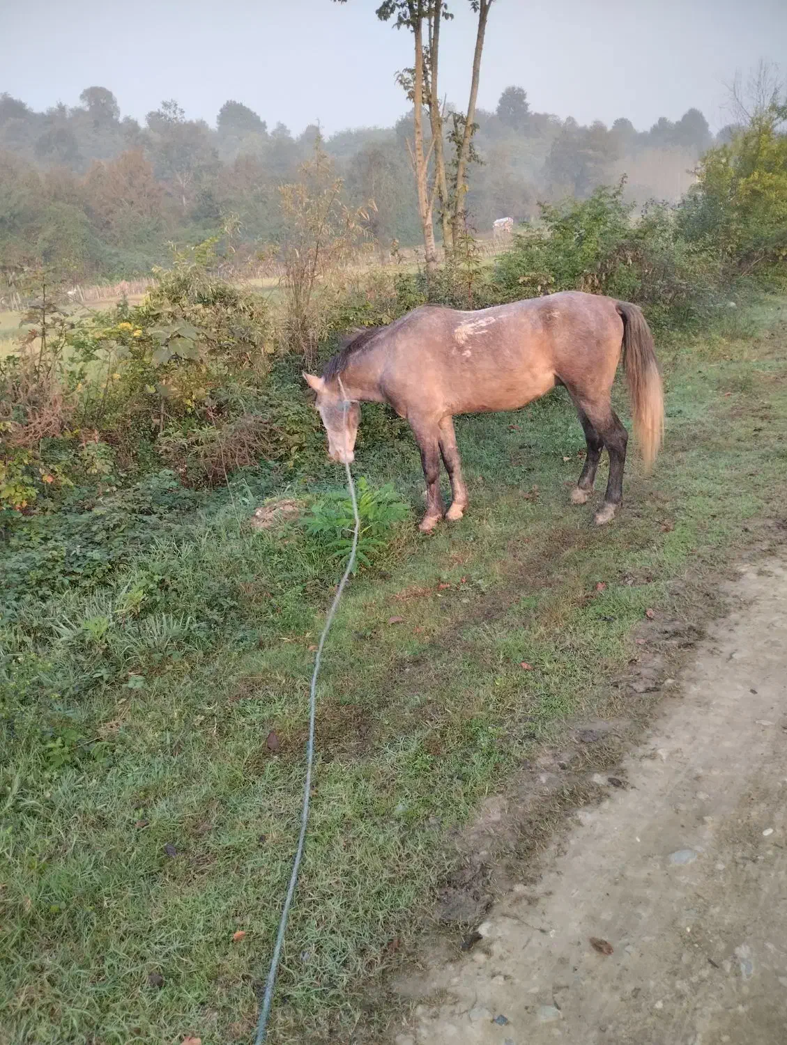 اسب|اسب و تجهیزات اسب‌سواری|فومن, |دیوار