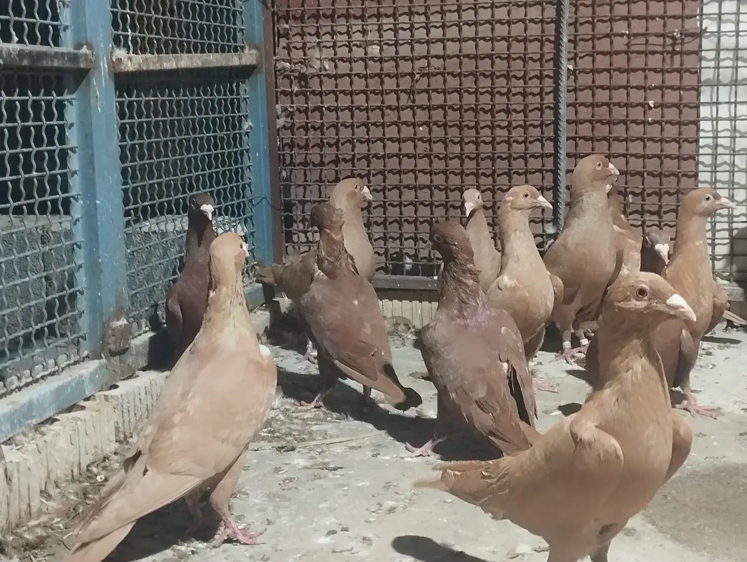 کبوتر سرخ و زرد خارجی|پرنده|برازجان, |دیوار