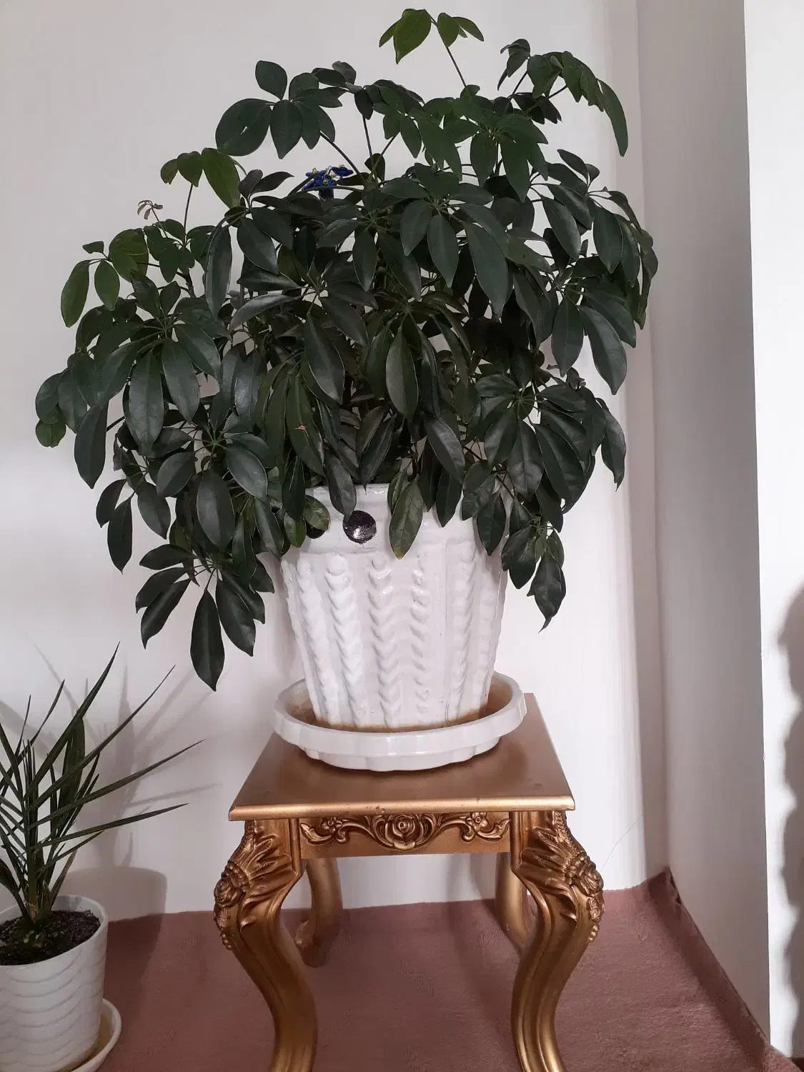 گل شفلر|گل و گیاه طبیعی|بیلوار, |دیوار