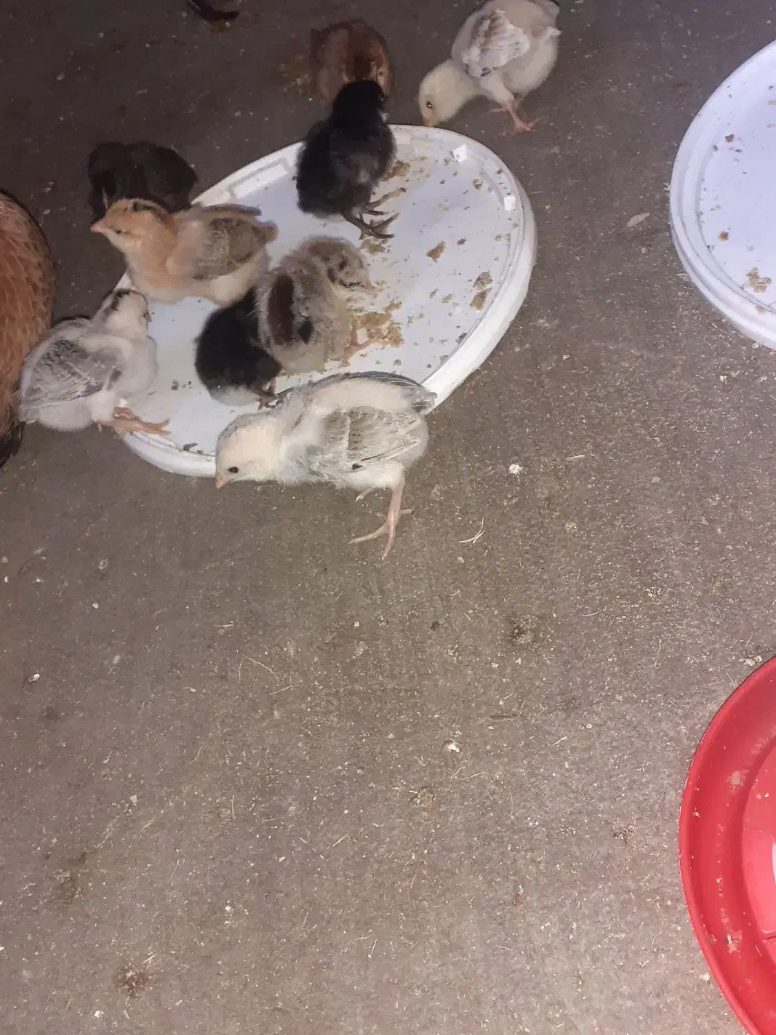 جوجه عربی وگلین|حیوانات مزرعه|سوسنگرد, |دیوار