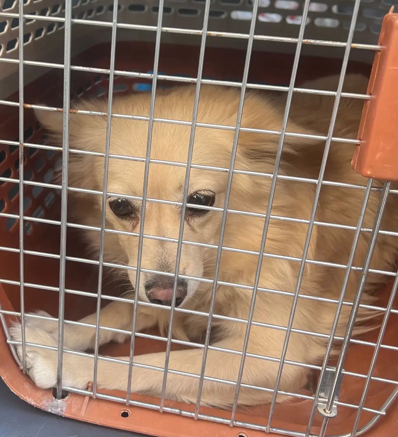 واگذاری سگ پامرانین اشپیتز|سگ|کرمان, |دیوار