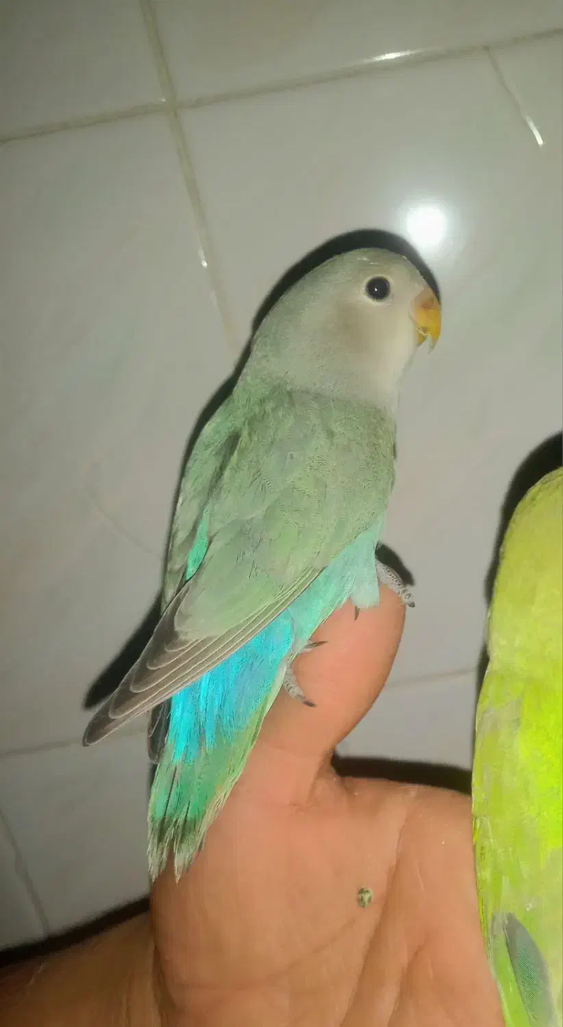 طوطی کوتوله نیمه دستی خوش‌رنگ|پرنده|طبس, |دیوار