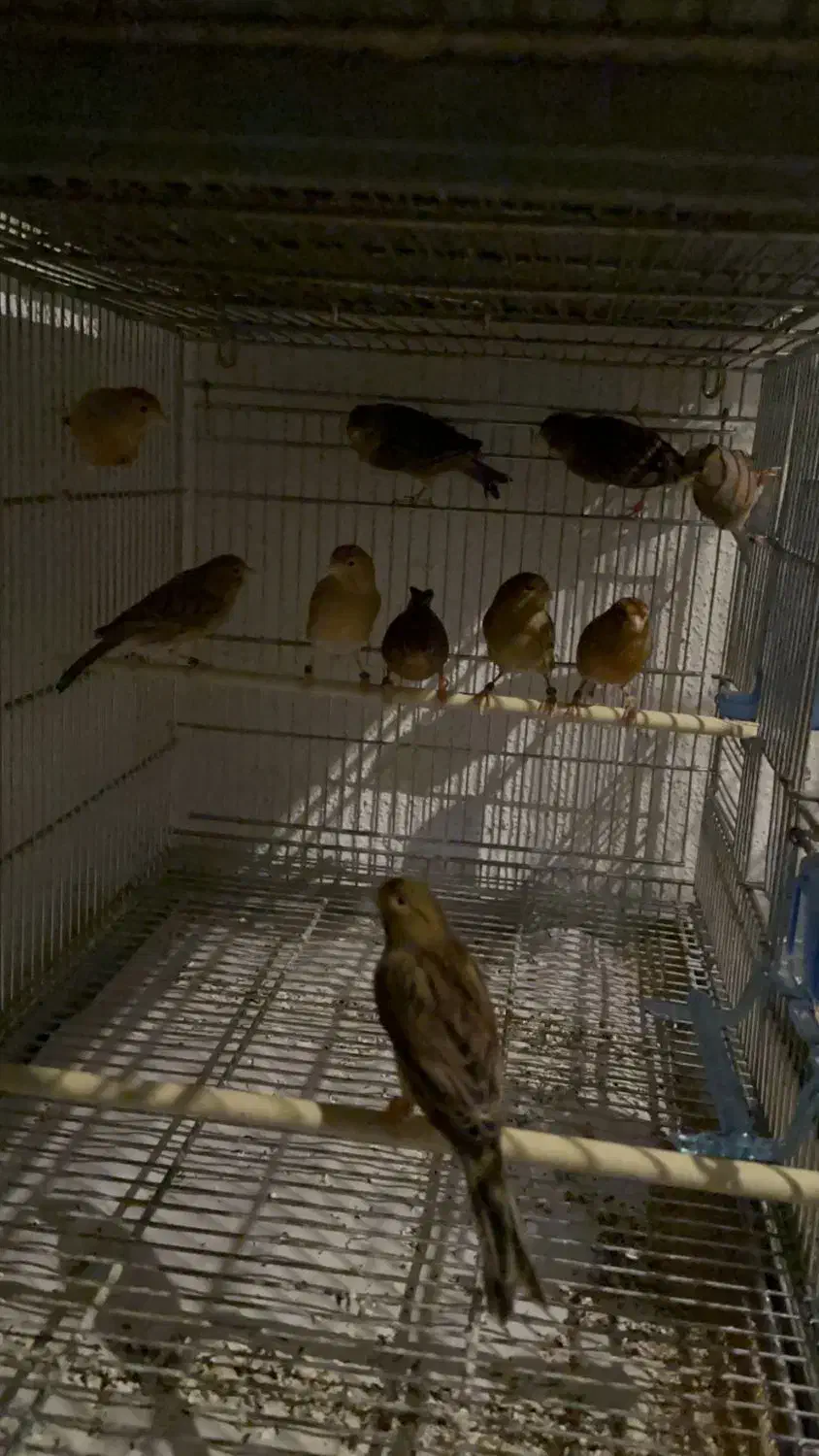 قناری اوپال|پرنده|اسلام‌شهر, شهرک قائمیه|دیوار