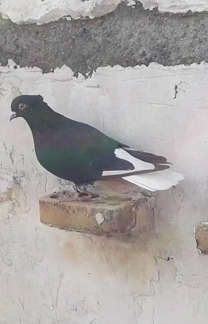 کبوتر|پرنده|شوشتر, |دیوار