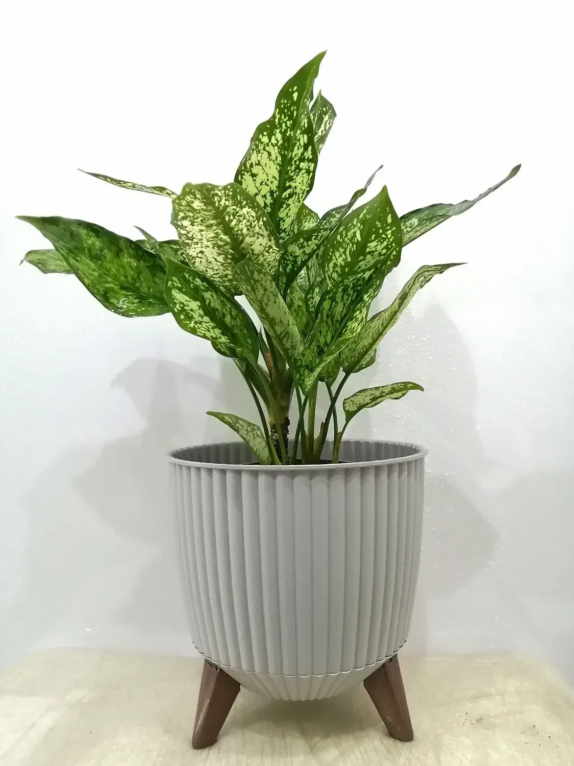 گل و گیاه|گل و گیاه طبیعی|صدرا-فارس, فاز ۱|دیوار