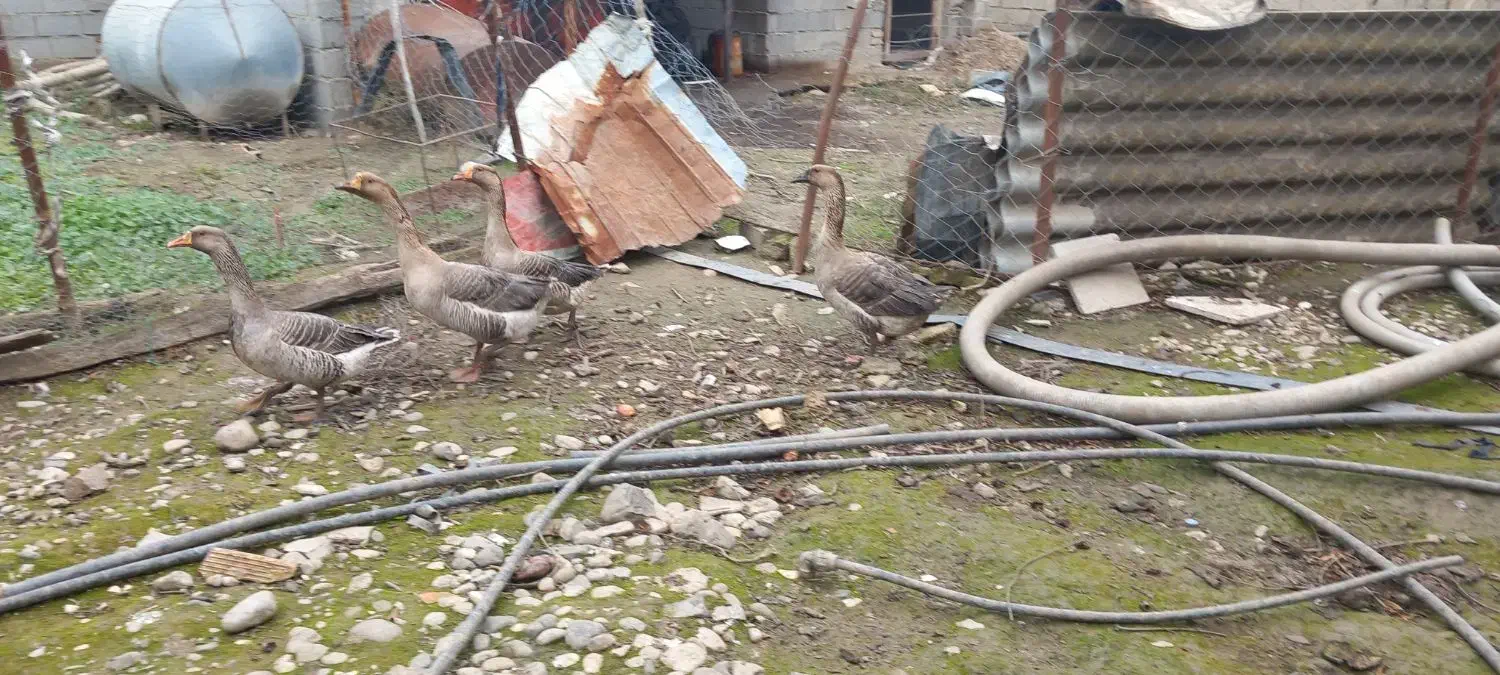 غاز|حیوانات مزرعه|علی‌آباد کتول, |دیوار