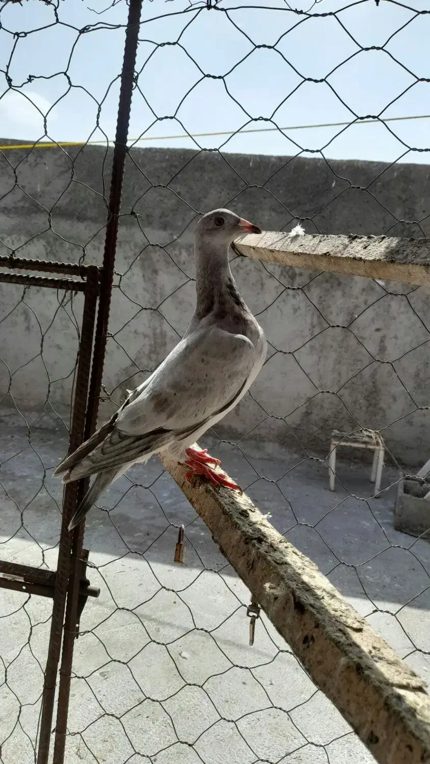 کبوتر جوانه نر|پرنده|آشخانه, |دیوار