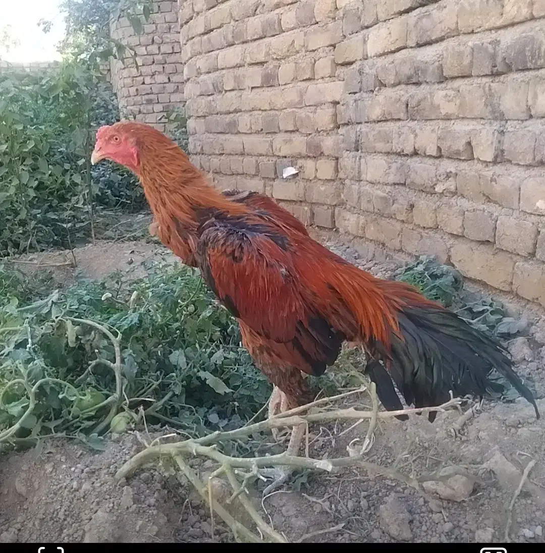 خروس لاری  اصل|حیوانات مزرعه|ارومیه, |دیوار