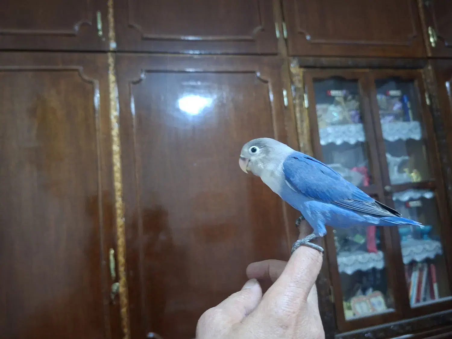 کوتوله برزیلی|پرنده|دزفول, |دیوار