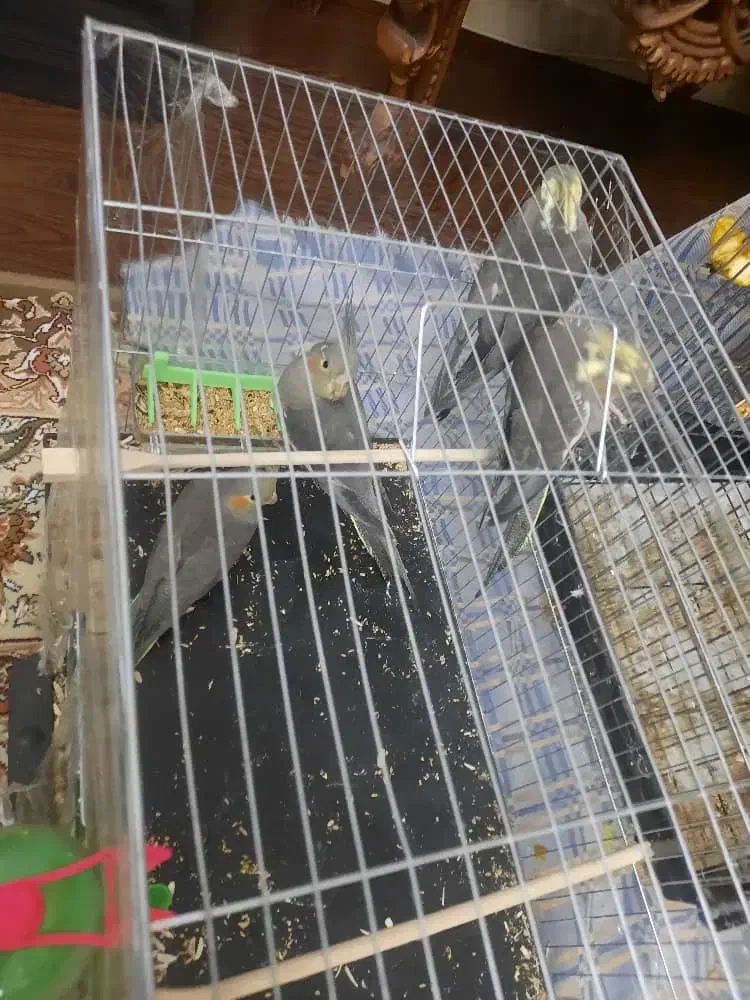 ۴تا جوجه عروس هلندی|پرنده|تهران, تهرانسر شمالی|دیوار