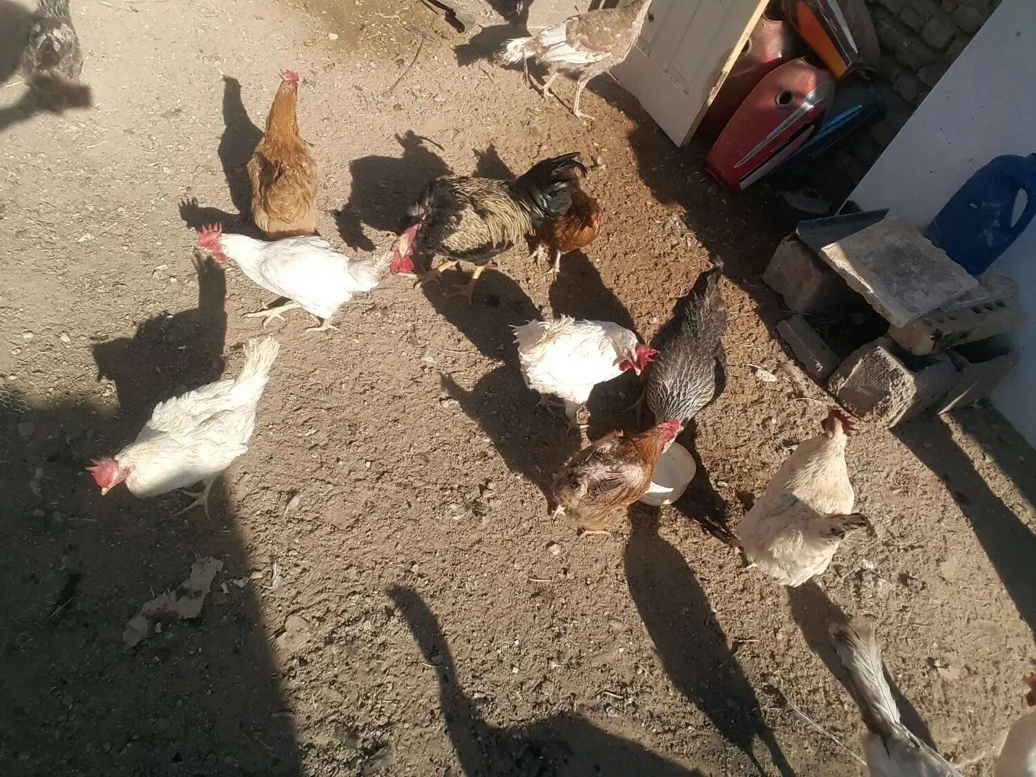 مرغ وخروس قیمت پایینترازهمجا|حیوانات مزرعه|خواف, |دیوار