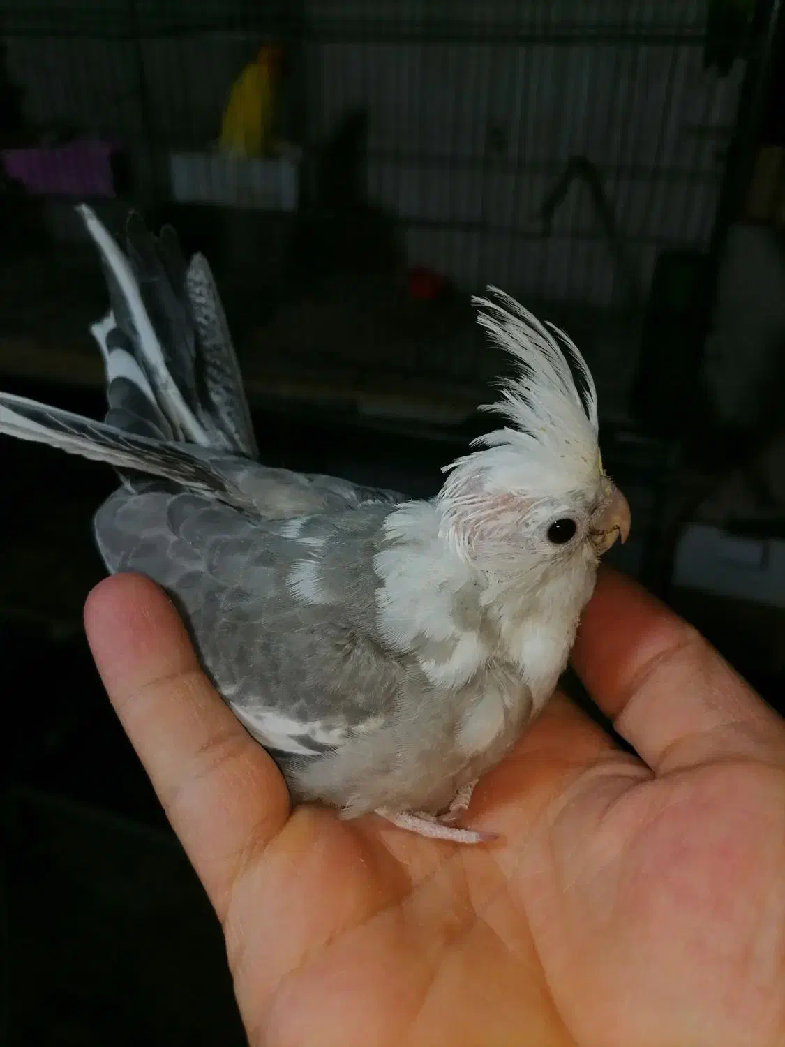 چوچه سرلاکی عروس هلندی.|پرنده|فردیس, شهرک وحدت|دیوار