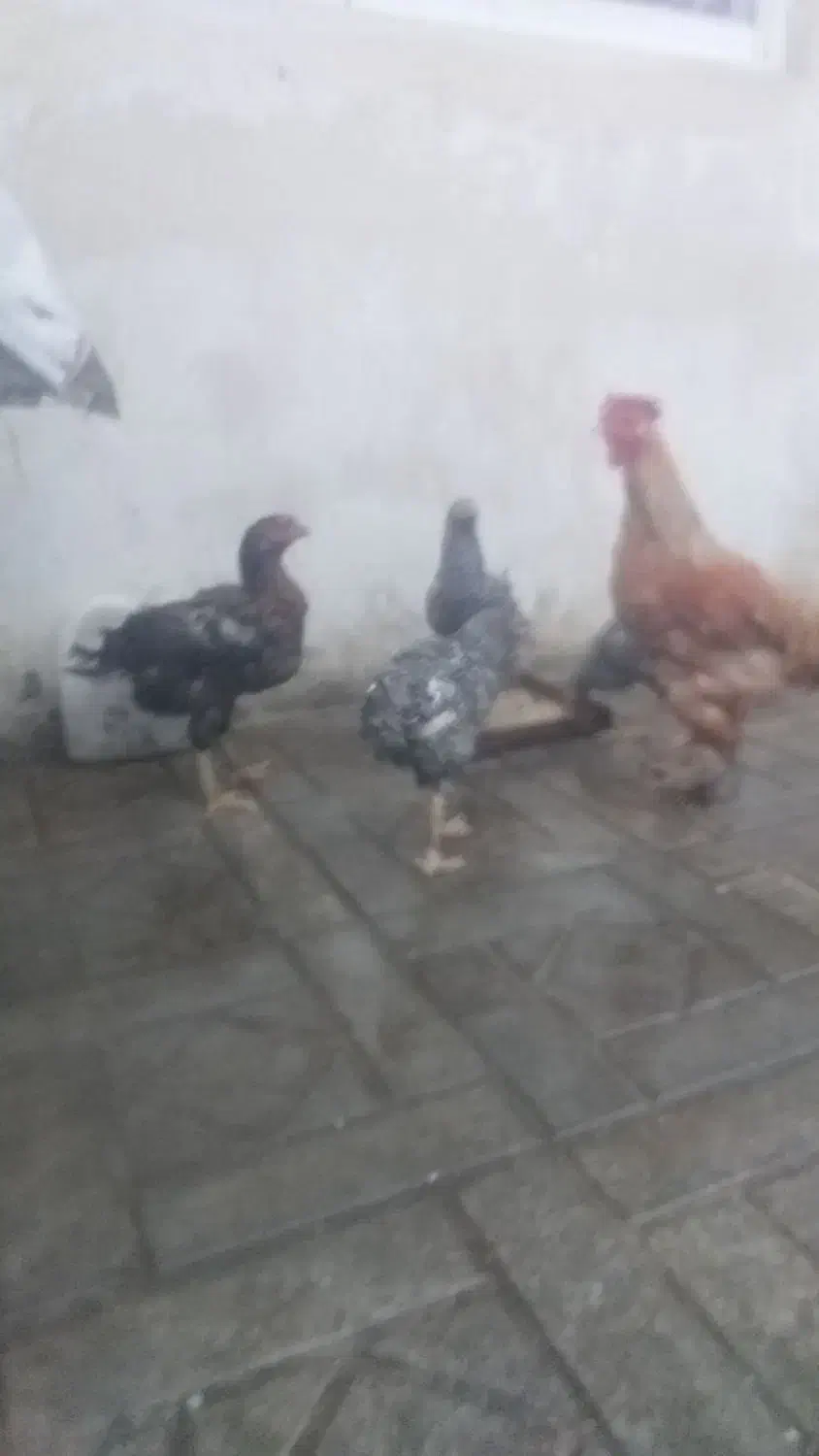 مرغ خروس سه منظوره|حیوانات مزرعه|سلمانشهر, |دیوار