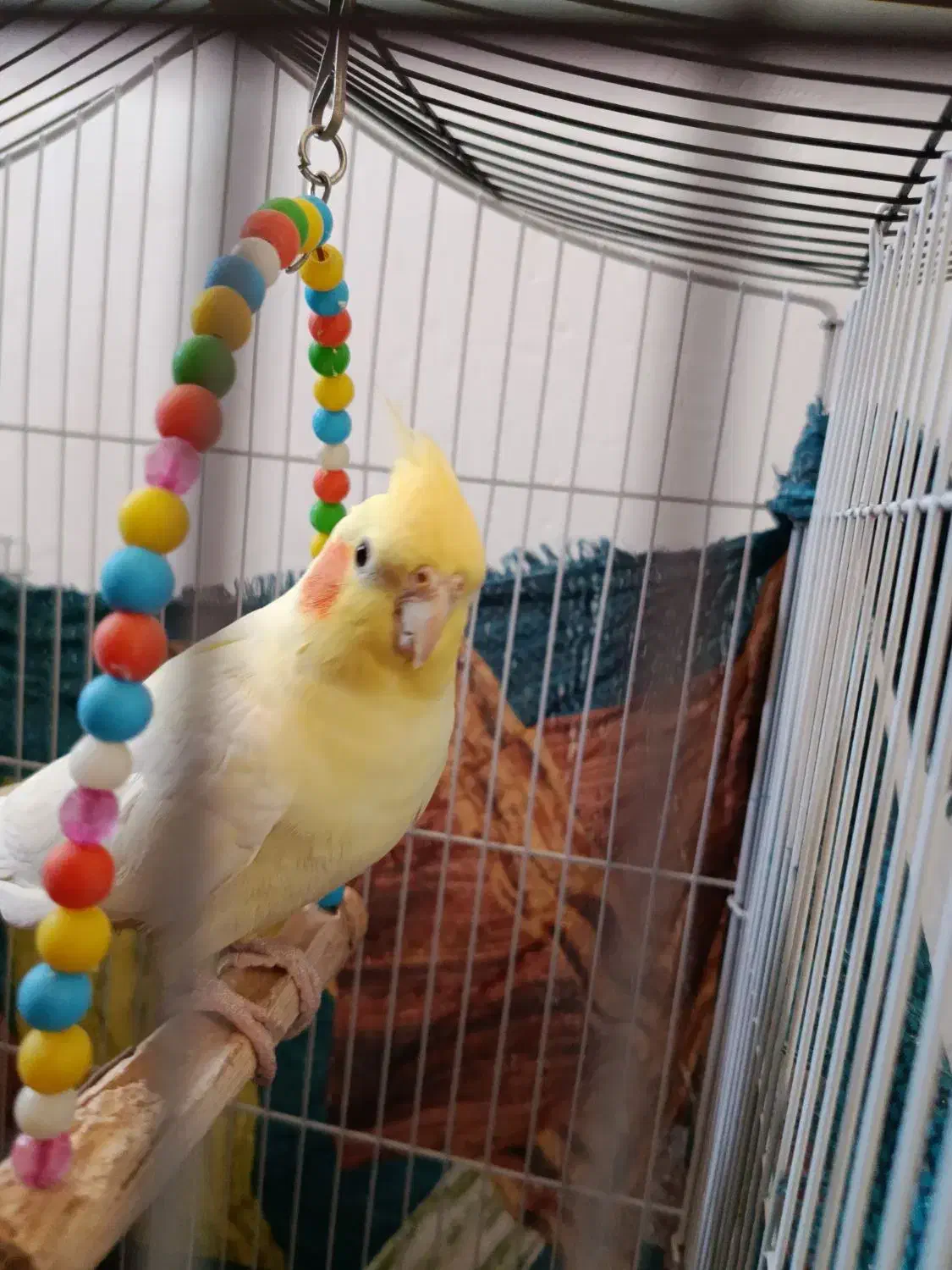 عروس هلندی|پرنده|جهرم, |دیوار