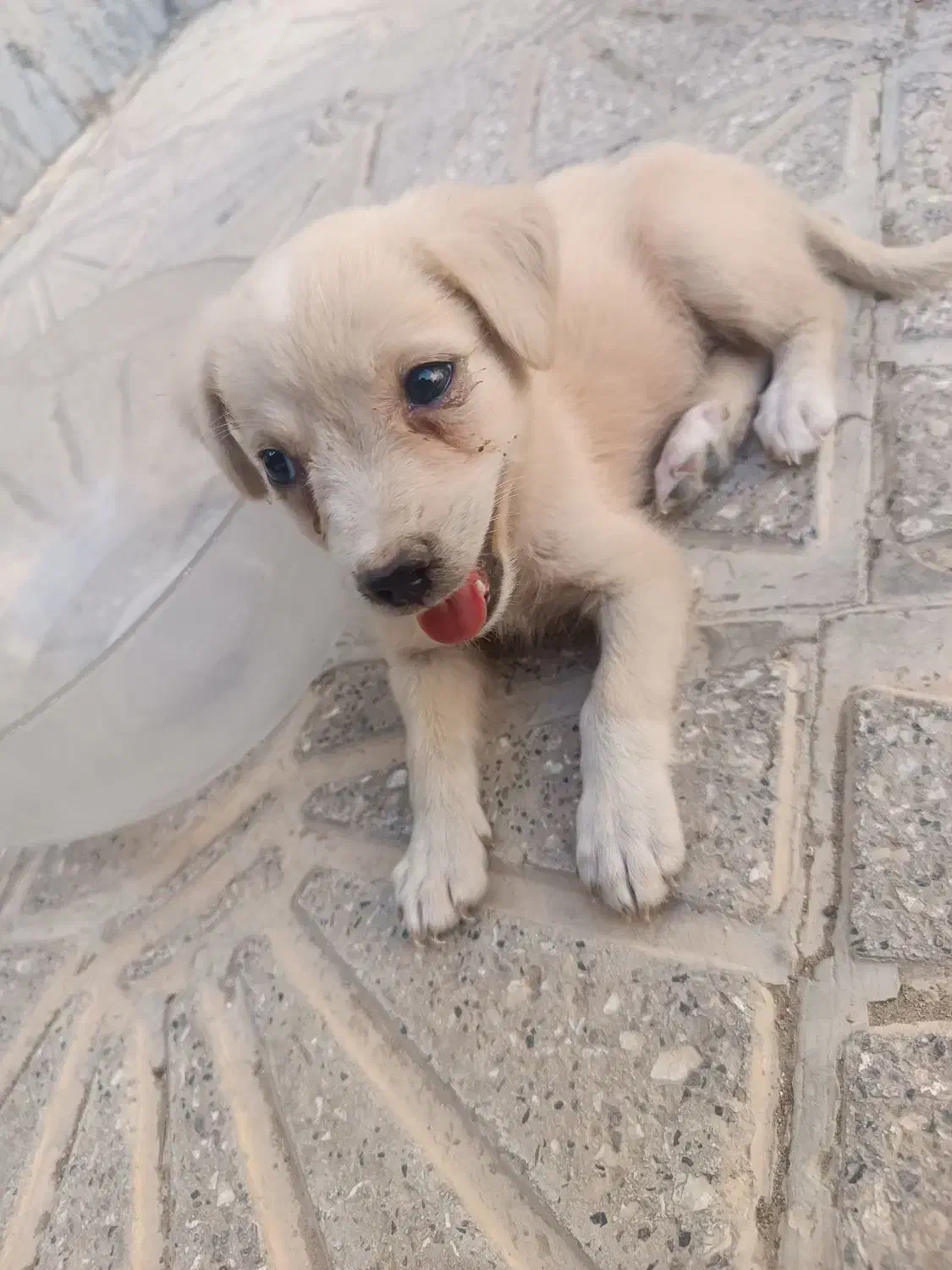 توله سگ|سگ|خورموج, |دیوار