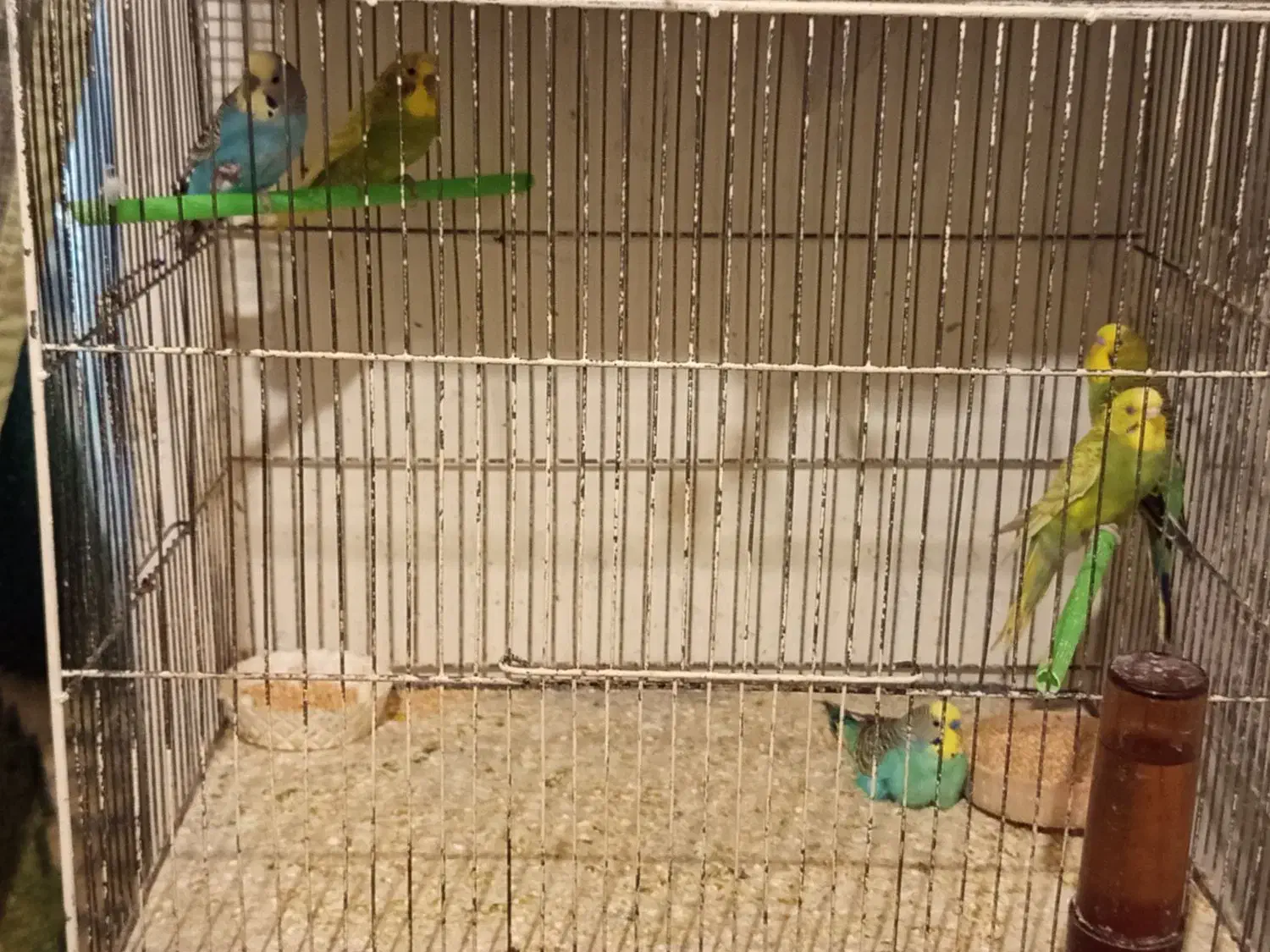 فروش فوری|پرنده|تربت جام, علوی|دیوار