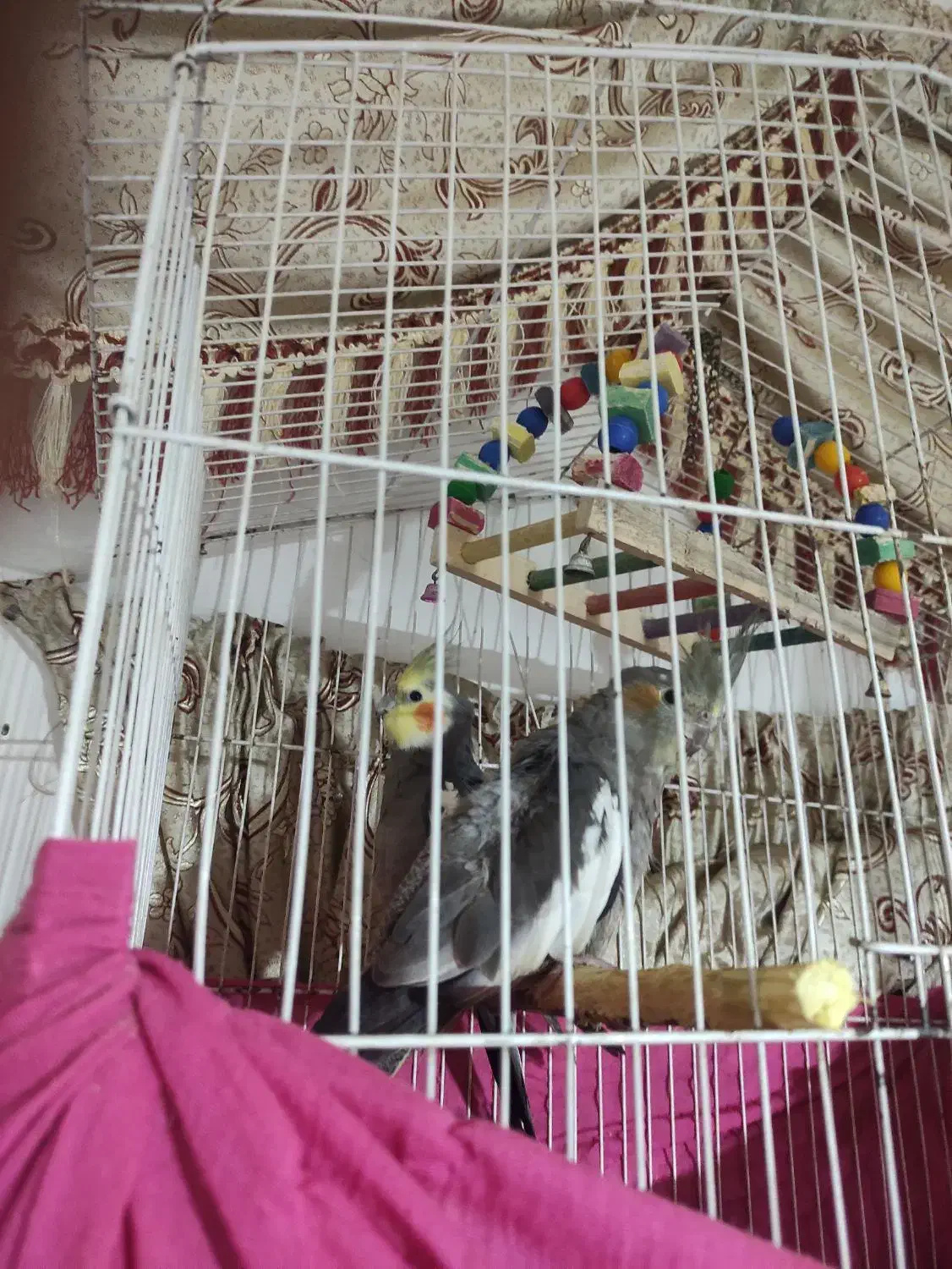 عروس هلندی|پرنده|جوادآباد, |دیوار