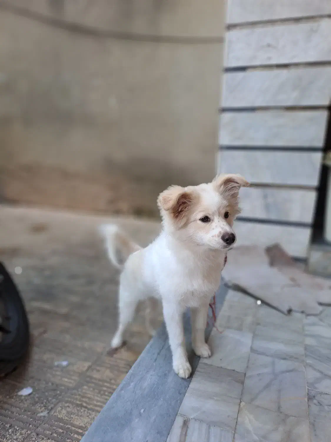 فروش سگ پامر پاکوتاه ماده|سگ|ساری, |دیوار