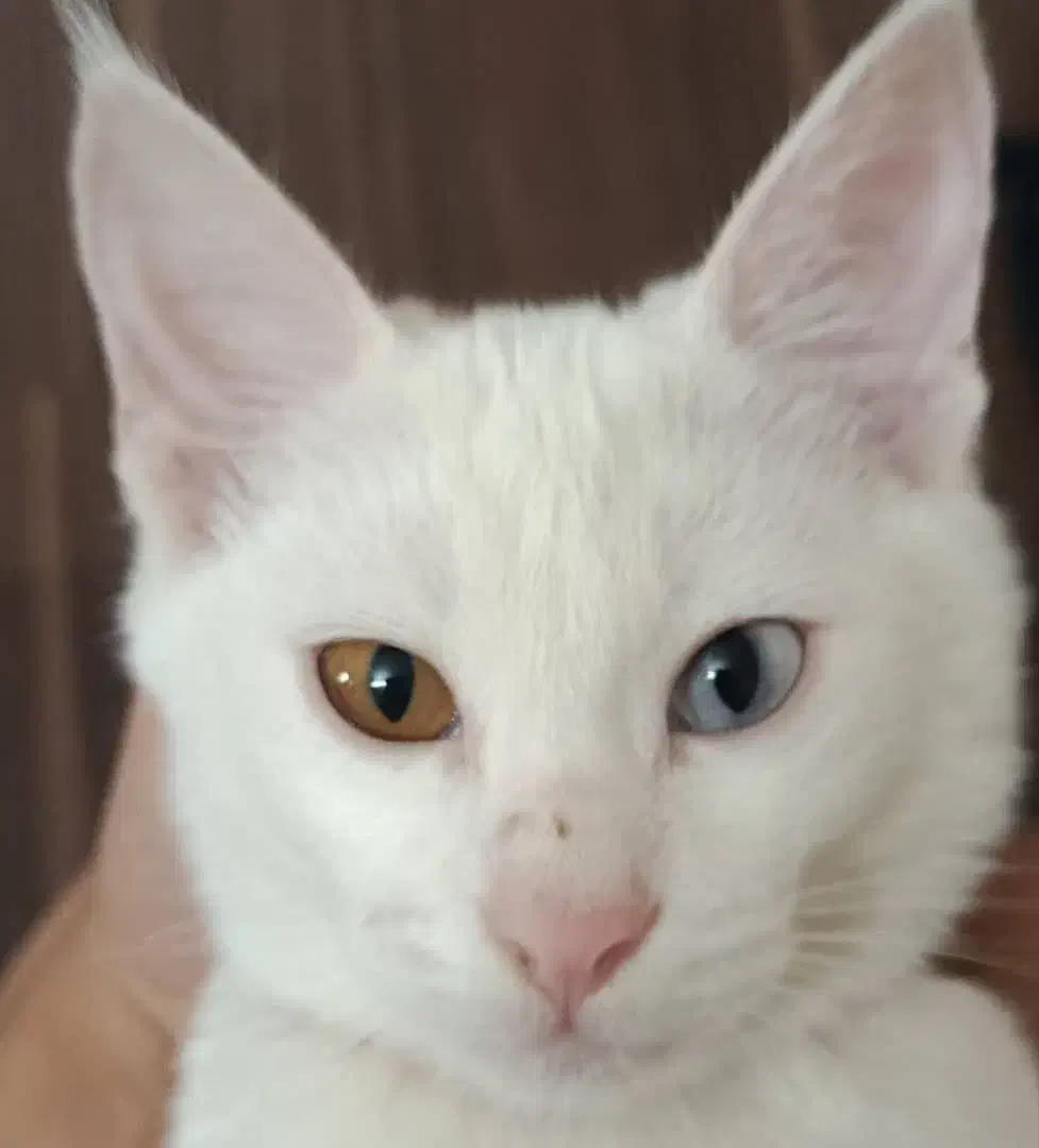 گربه خانگی|گربه|یزد, |دیوار