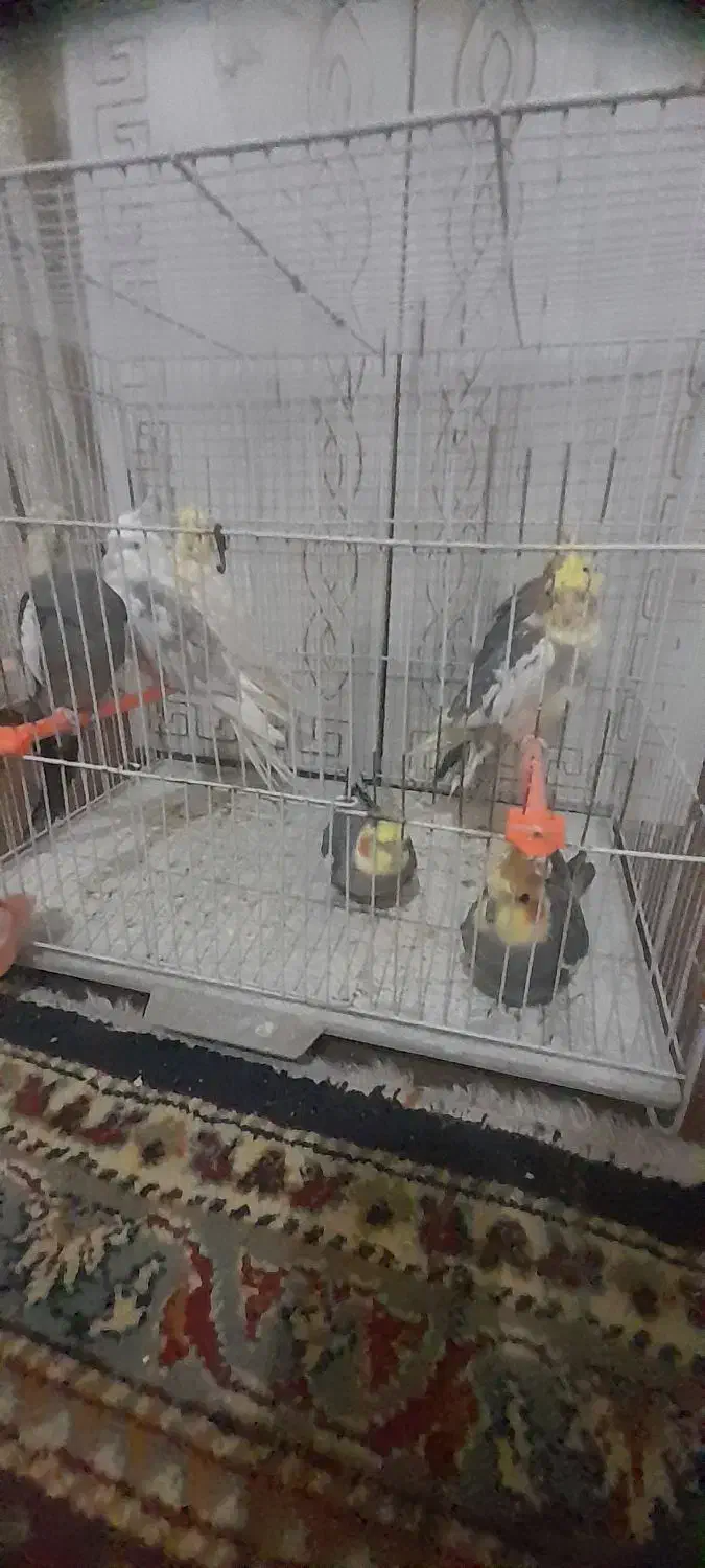 عروس هلندی|پرنده|تربت جام, میرقوام الدین|دیوار