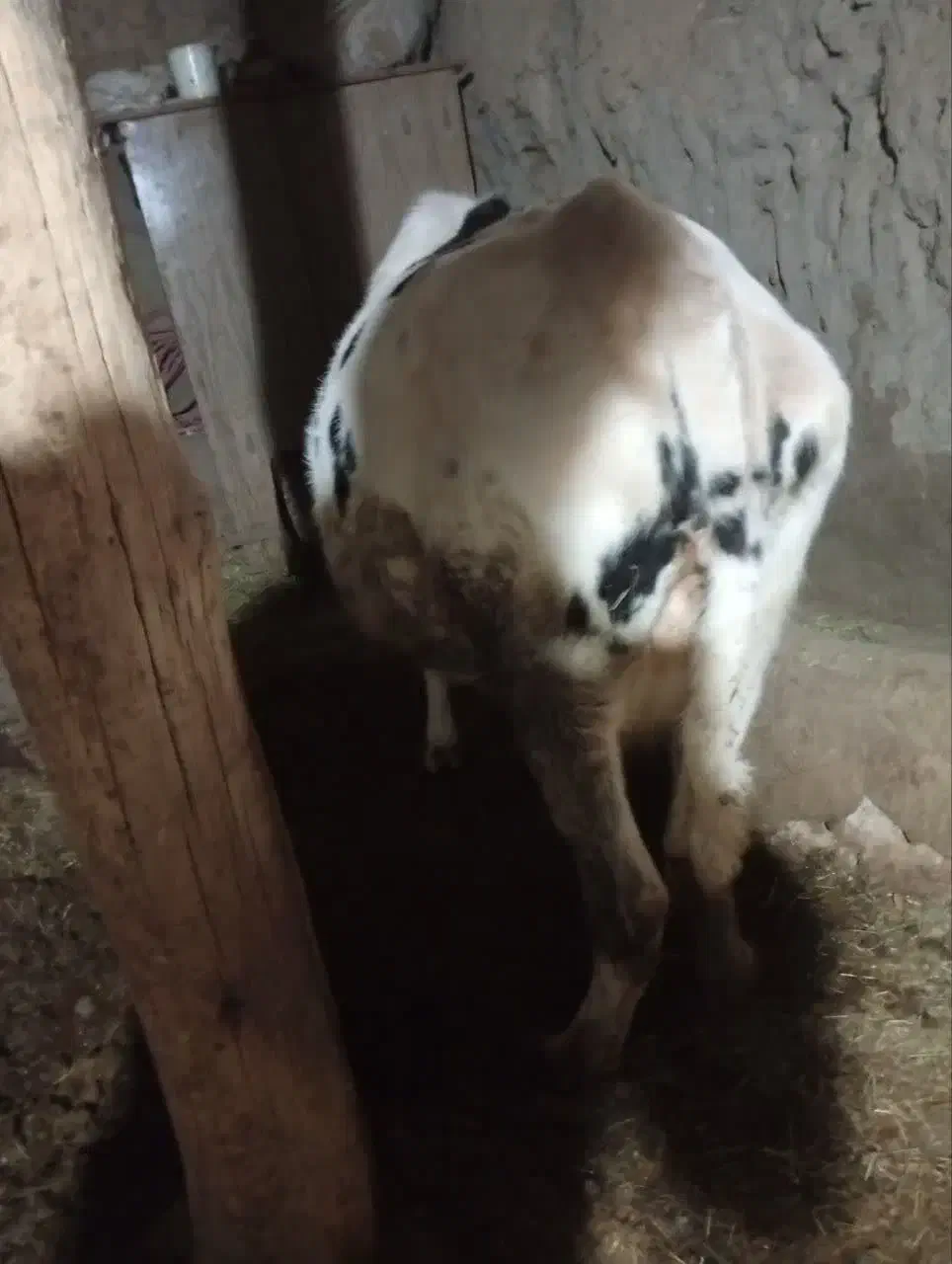 یک راس گوساله نر و گاو ابستن|حیوانات مزرعه|ماهنشان, |دیوار