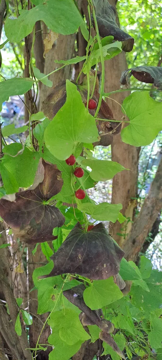 طبیعت گردی|فعالیت داوطلبانه|تهران, سازمان برنامه شمالی|دیوار