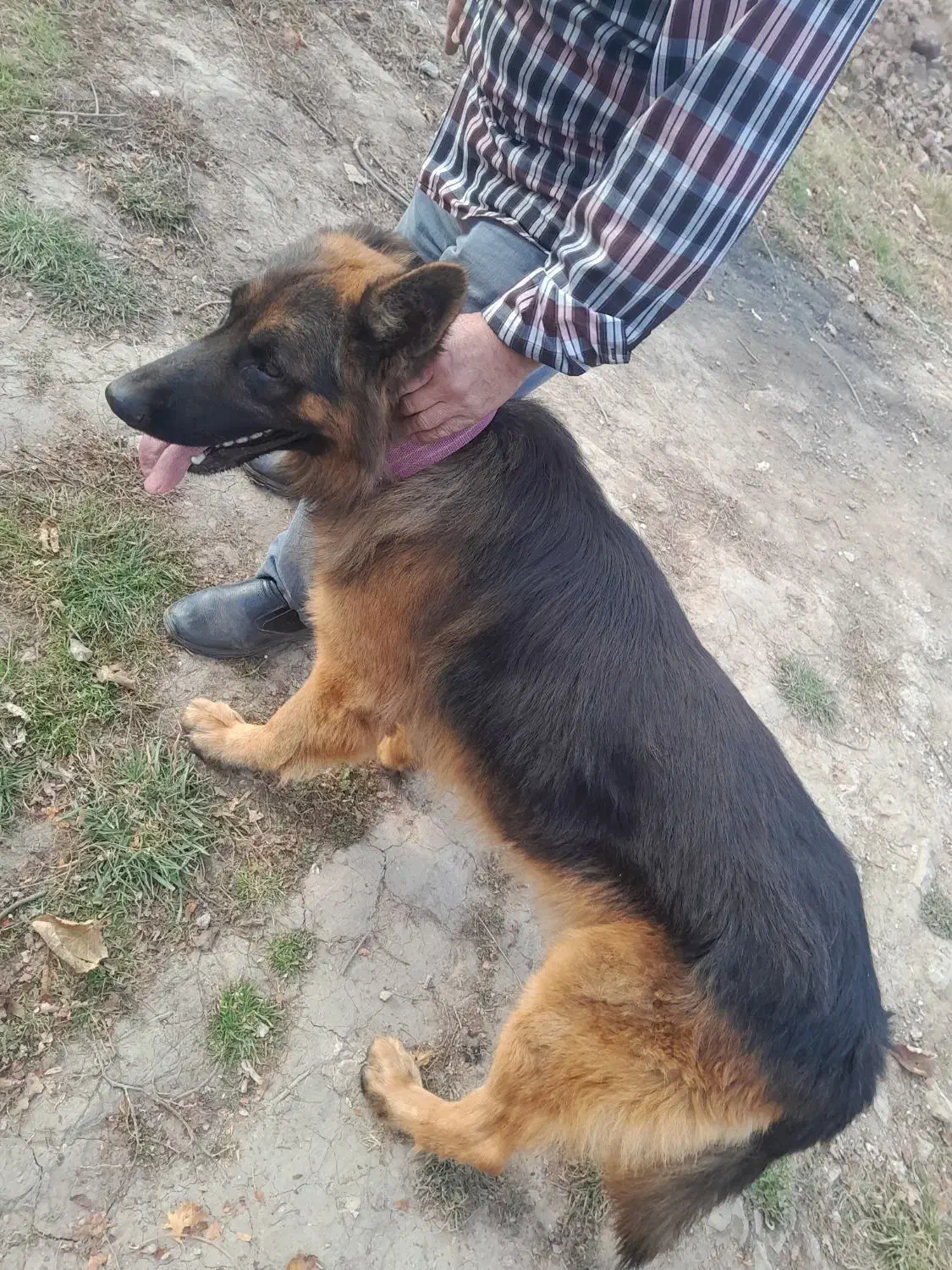 ژرمن شپرد سالم|سگ|کلاردشت, |دیوار