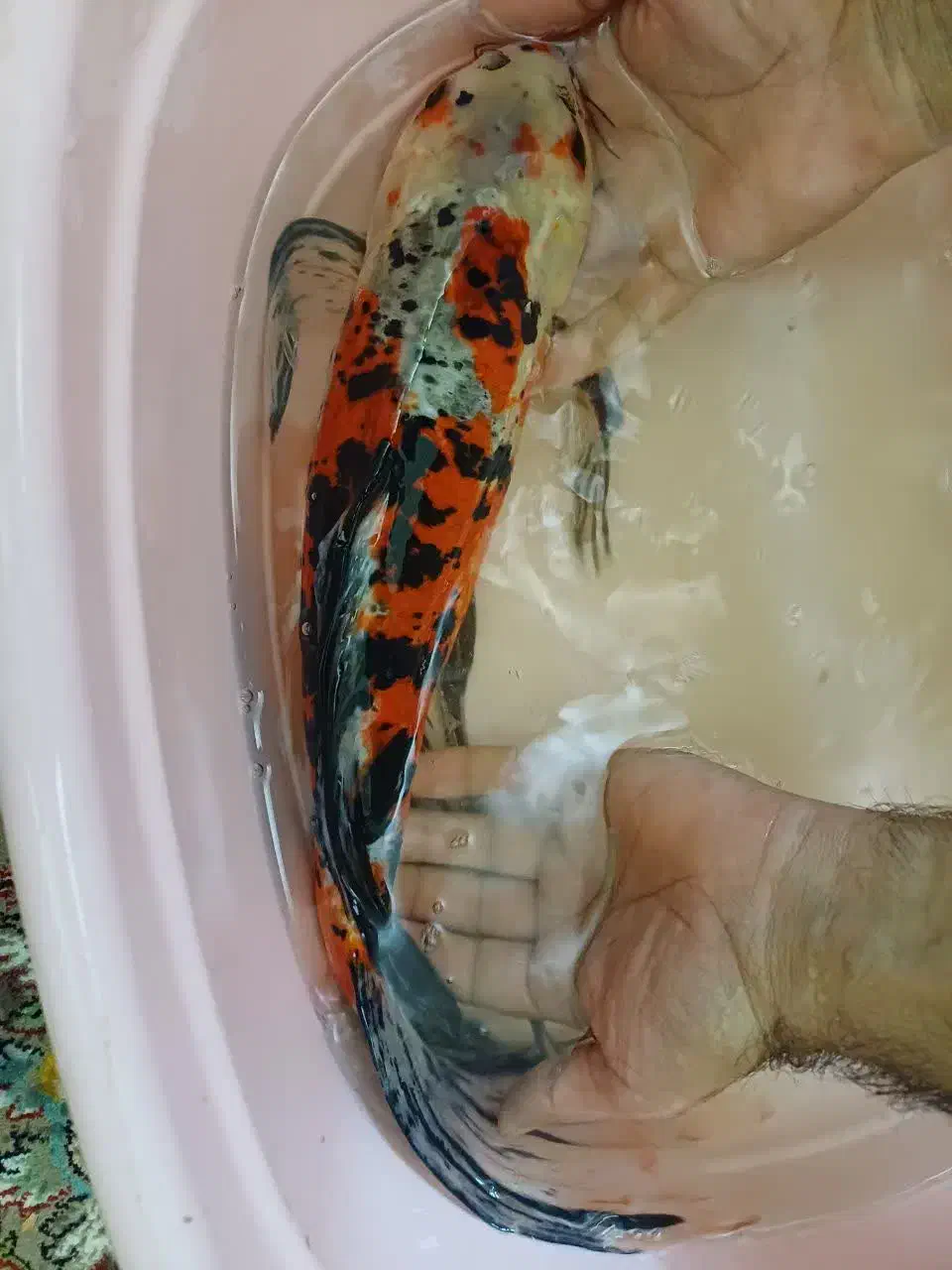 انواع کوی و گوپی آنجل و...|ماهی|مشهد, شهرک مهرگان|دیوار