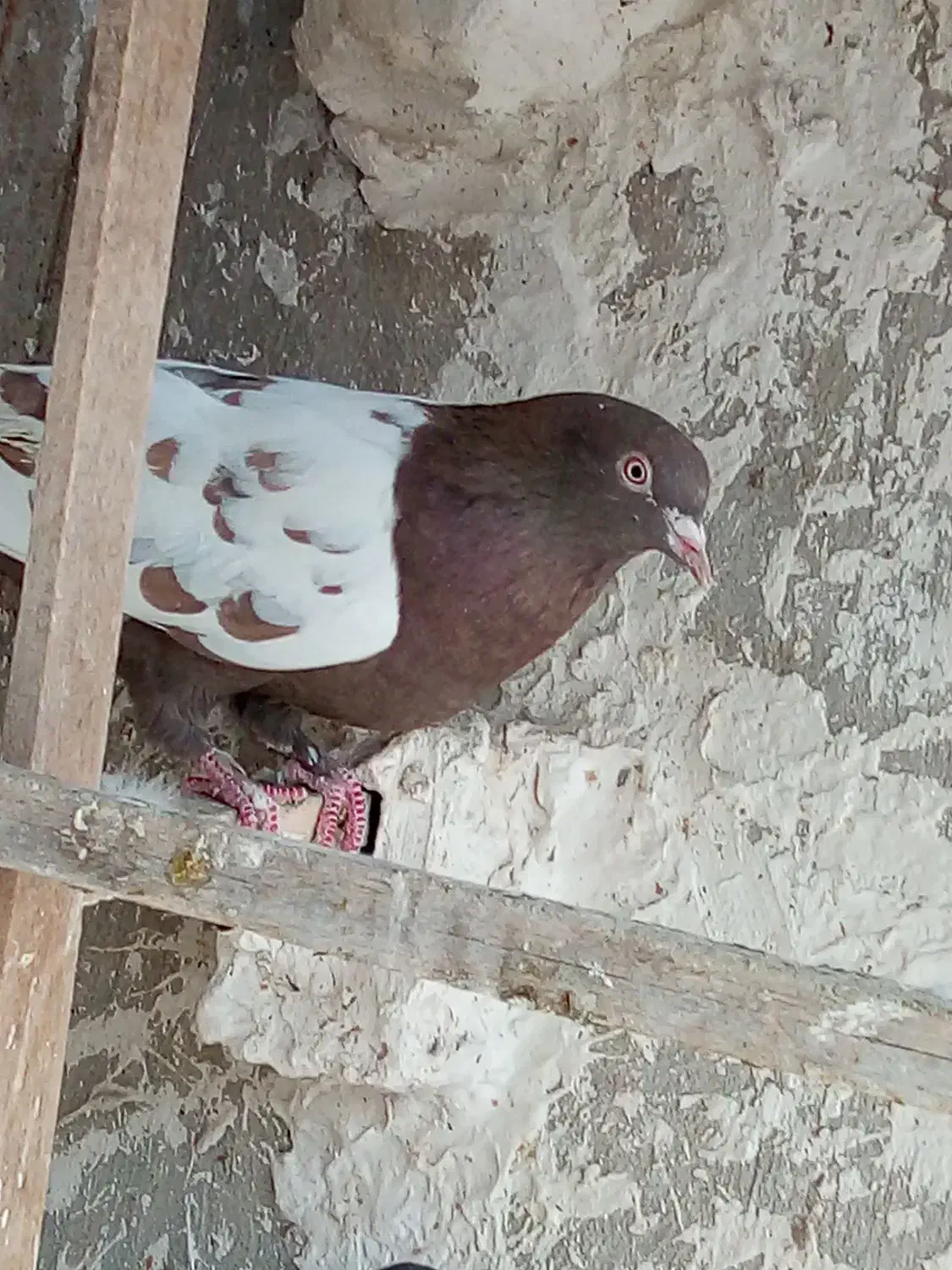 کفتر صید|لوازم جانبی حیوانات|مشهد, کارگران|دیوار